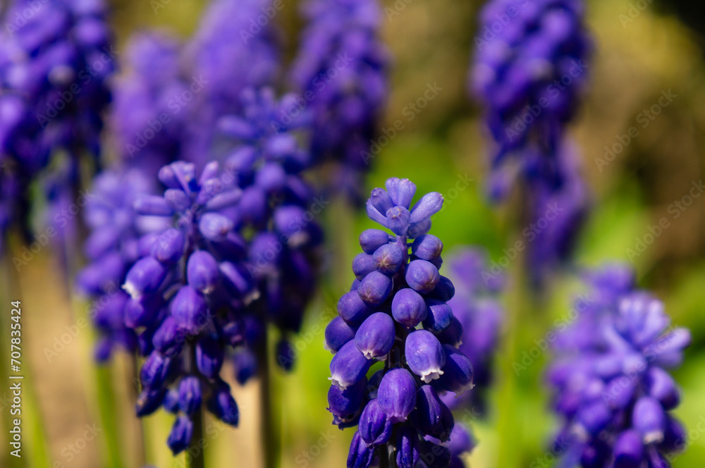 close up of grape hyacinths in the spring garden close up of grape hyacinths in the spring garden