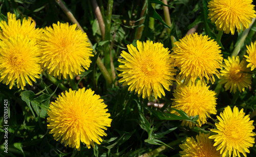 yellow dandelions in a field