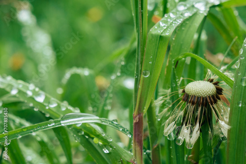 grass after spring rain