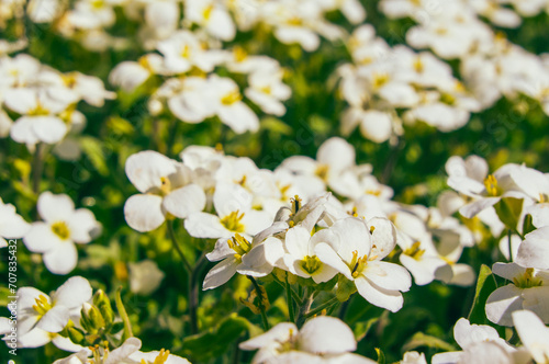 white flowers in the garden, field of spring flowers