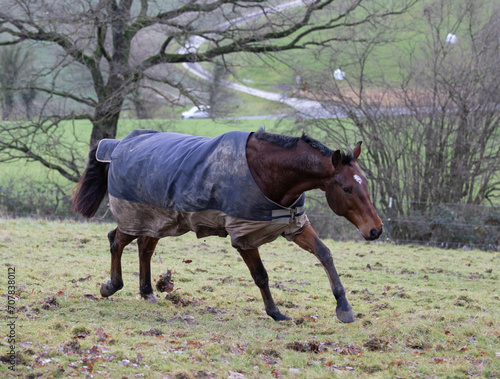 Ein brauner oldenburger Wallach beim Toben auf einer Winter Weide nach dem Regen im Kalletal photo