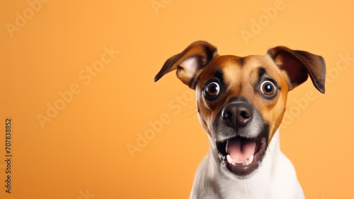 Closeup of shocked dog on orange background with copy space