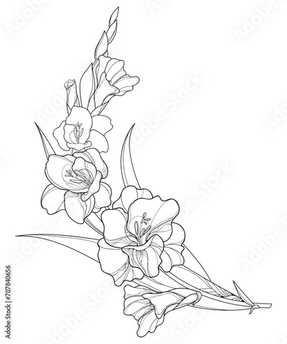 Corner bunch with Gladiolus or sword lily flower, bud and leaf in black isolated on white background. 