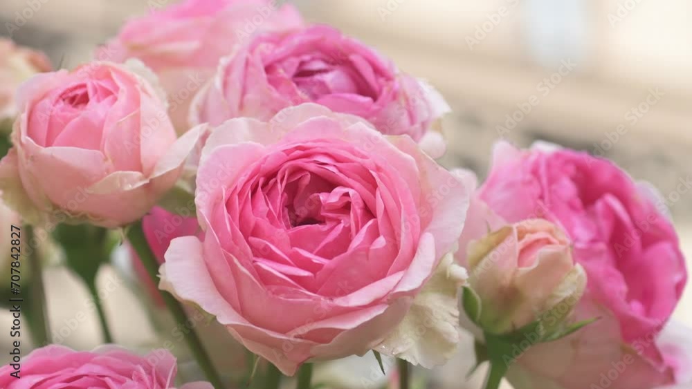 amazing natural bouquet of pink roses blooming in garden . close up amazing natural bouquet of pink roses blooming in garden . close up