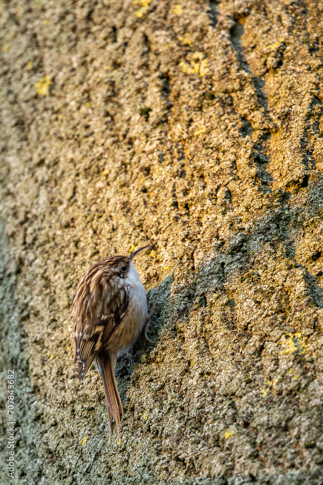 Φωτογραφία The Eurasian treecreeper or common treecreeper - Certhia familiaris - is a small passerine bird of the family Certhiidae