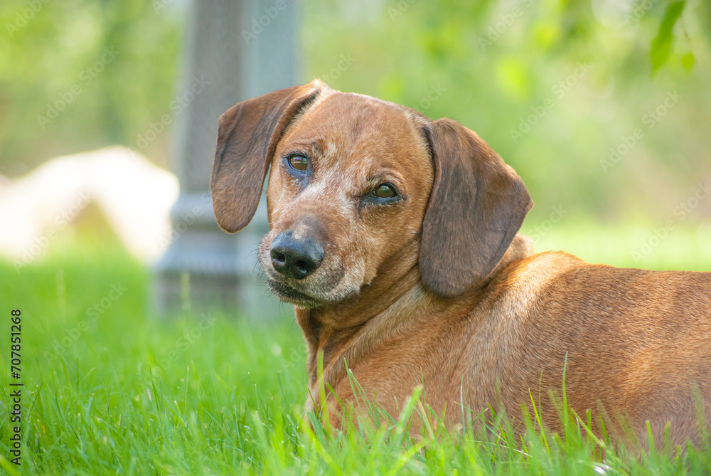 brown happy dachshund walking in the nature