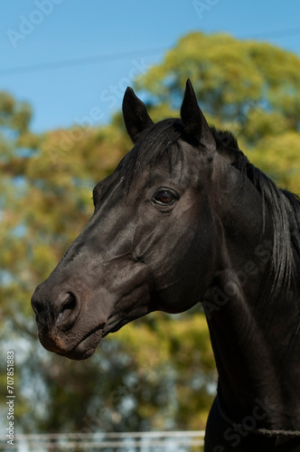 Black breeding horse, Portrait, La Pampa Province, Patagonia, Argentina. © foto4440