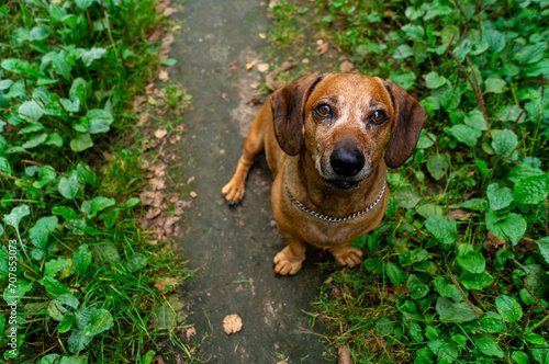 brown happy dachshund walking in the nature © SandraSevJarocka