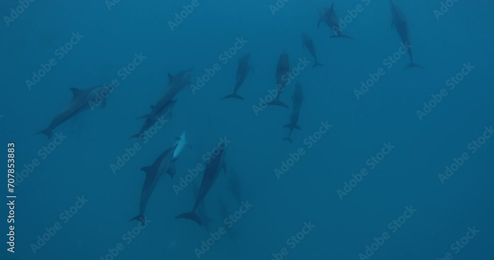 Dolphins pod swimming underwater in blue ocean. Dolphins family in wild nature Dolphins pod swimming underwater in blue ocean. Dolphins family in wild nature