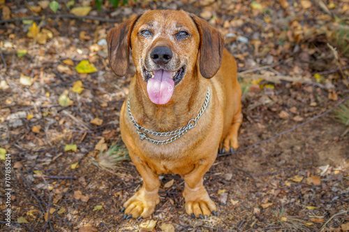 brown happy dachshund walking in the nature