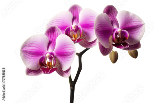 Branch of blooming orchid isolated on white background