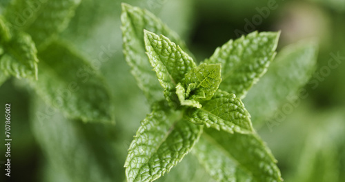 Peppermint Plant Leaves