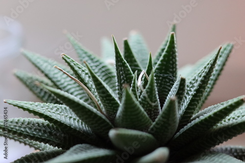 Aloe vera as a houseplant