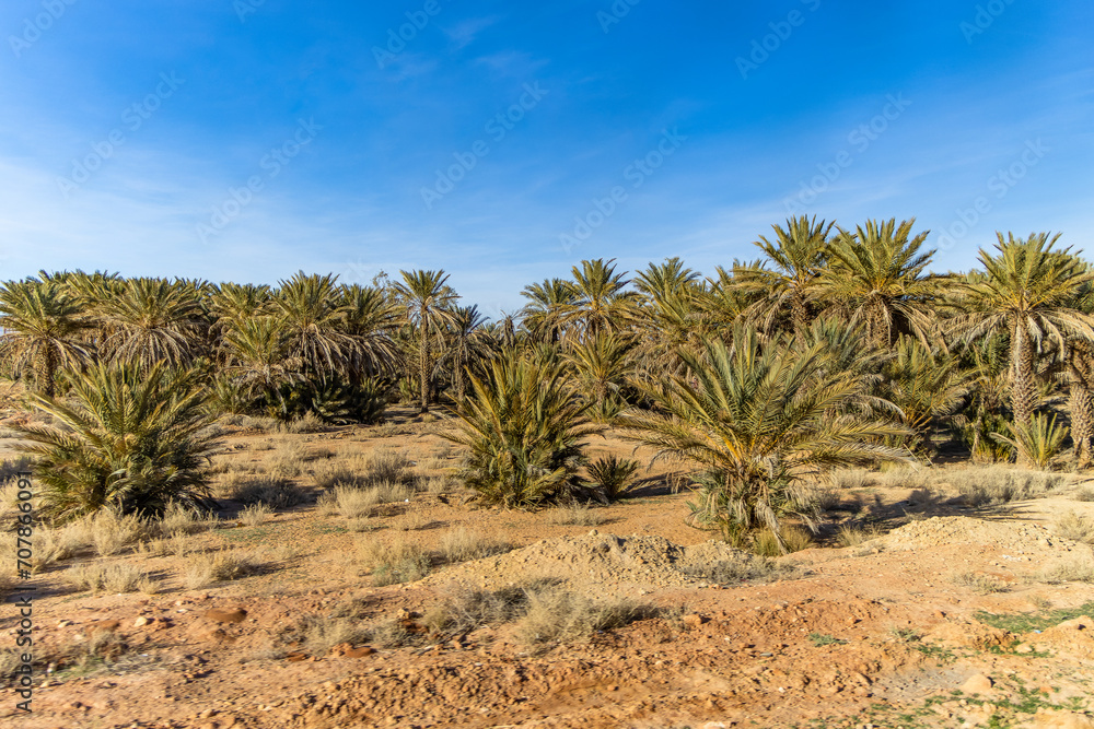 Palm trees in Ziz Oasis, Er Rachidia, Morocco. Palm trees in Ziz Oasis, Er Rachidia, Morocco.