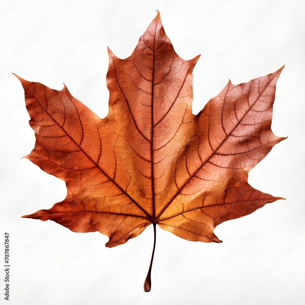 Obraz premium Autumn maple leaf, White background