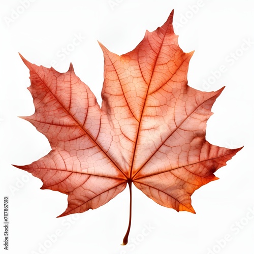 Autumn maple leaf, White background