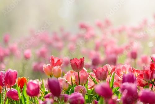 Fototapeta Naklejka Na Ścianę i Meble -  Pink tulips in sunlight, close up of tulip flowers in flower garden, tulips with water drop and backlight flora wallpaper background.