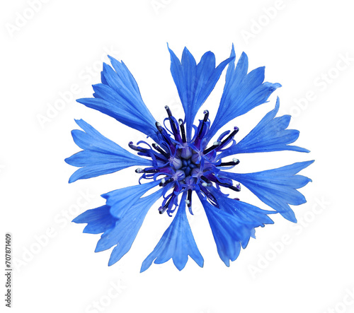 Beautiful blue cornflower blooming, cornflower isolated photo