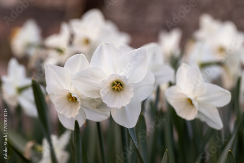 Fototapeta Naklejka Na Ścianę i Meble -  Close-up of white narcissus flowers (Narcissus poeticus) in spring garden