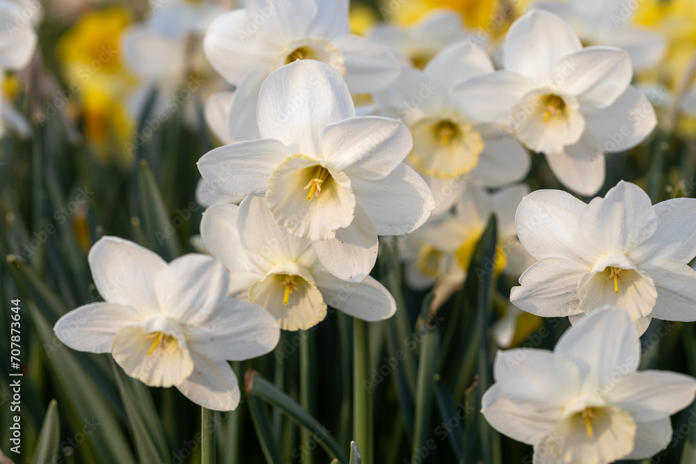 Close-up of white narcissus flowers (Narcissus poeticus) in spring garden Close-up of white narcissus flowers (Narcissus poeticus) in spring garden