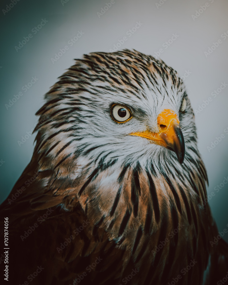 Naklejka premium Red Kite Face