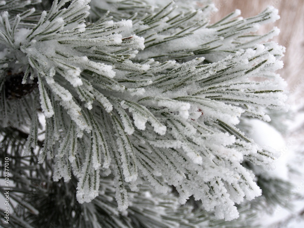 Pine needles covered with frost. Pine forest in winter, Environment and ecology in the country Pine needles covered with frost. Pine forest in winter, Environment and ecology in the country