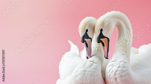  A couple of swan fall in love with pink background with copy space. photo