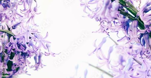 Fototapeta Naklejka Na Ścianę i Meble -  Abstract floral backdrop of purple hyacinth flowers on white background with soft style for spring or summer time