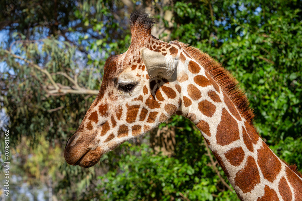 Closeup shot of a giraffe face from the side at the zoo; Beautiful animal on the safari Closeup shot of a giraffe face from the side at the zoo; Beautiful animal on the safari