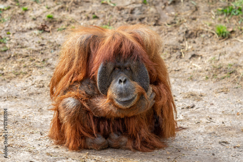 orangutan monkey sitting on the ground at the zoo  Beautiful animal on the safari