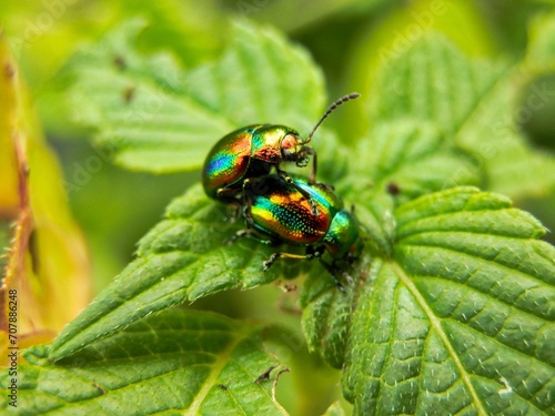 Two beetles mating on a green leaf of a plant. Macro.