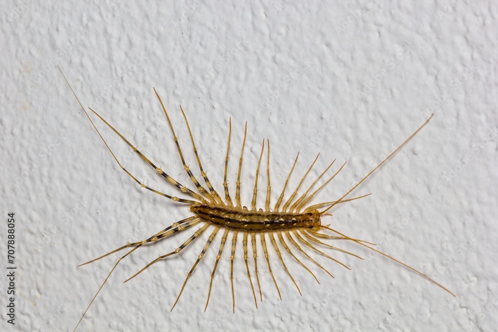 Obraz premium The house centipede (Scutigeta coleopterata) on the white wall