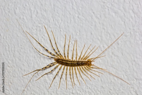 The house centipede (Scutigeta coleopterata) on the white wall photo