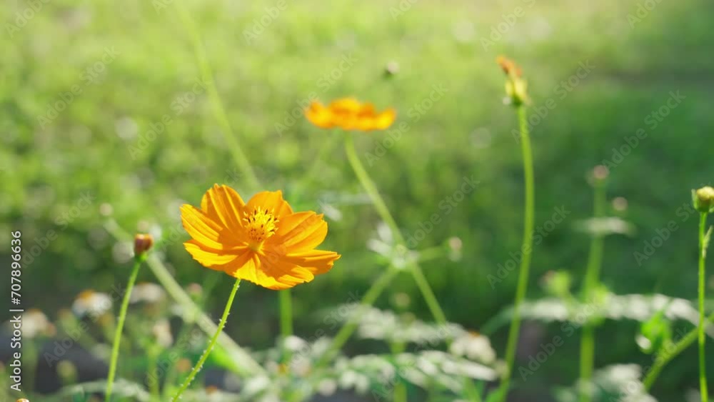 Cosmos starburst flower It is believed that cosmos is the flower of peace, tranquility, determination, and purity of a young woman.Garden background concept Cosmos starburst flower It is believed that cosmos is the flower of peace, tranquility, determination, and purity of a young woman.Garden background concept