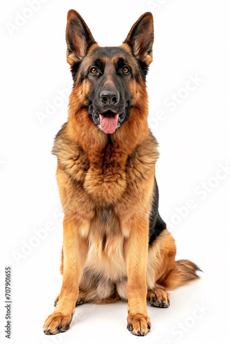 German Shepherd dog isolated on white background