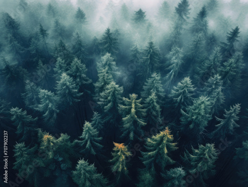 Foggy and misty wood of evergreen trees. Dramatic and moody forest background. Aerial view.