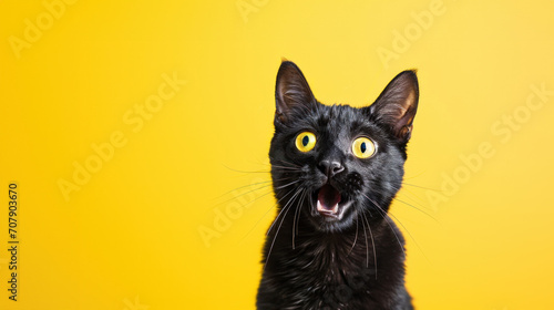 Crazy screaming cat on a yellow background, black Cat with open mouth, space for text