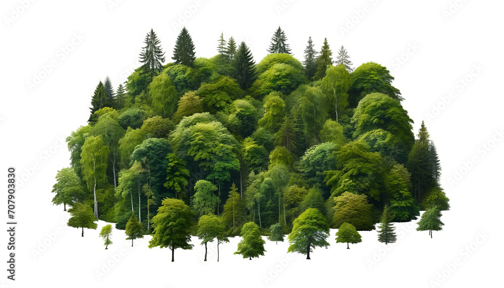 Natural Panorama of Deciduous Trees on White Natural Panorama of Deciduous Trees on White
