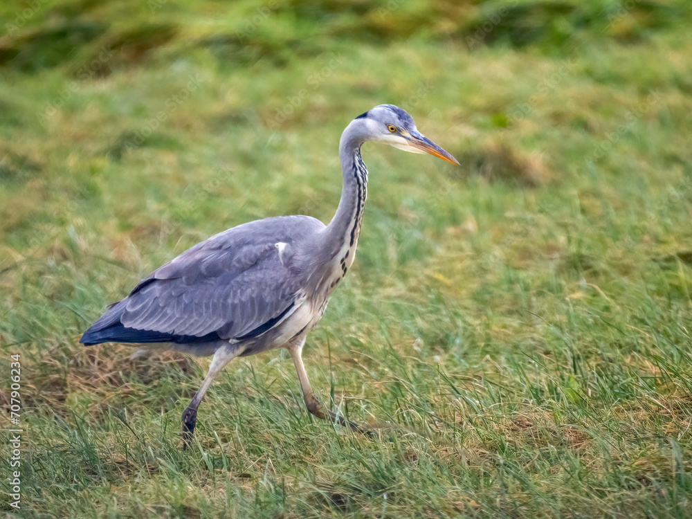 Graureiher (Ardea cinerea) Mäusejagd auf Viehweide Graureiher (Ardea cinerea) Mäusejagd auf Viehweide
