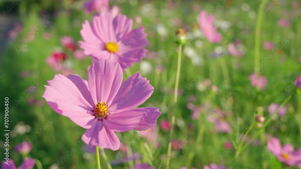 Cosmos starburst flower It is believed that cosmos is the flower of peace, tranquility, determination, and purity of a young woman.Garden background concept, Cosmos starburst flower It is believed that cosmos is the flower of peace, tranquility, determination, and purity of a young woman.Garden background concept,