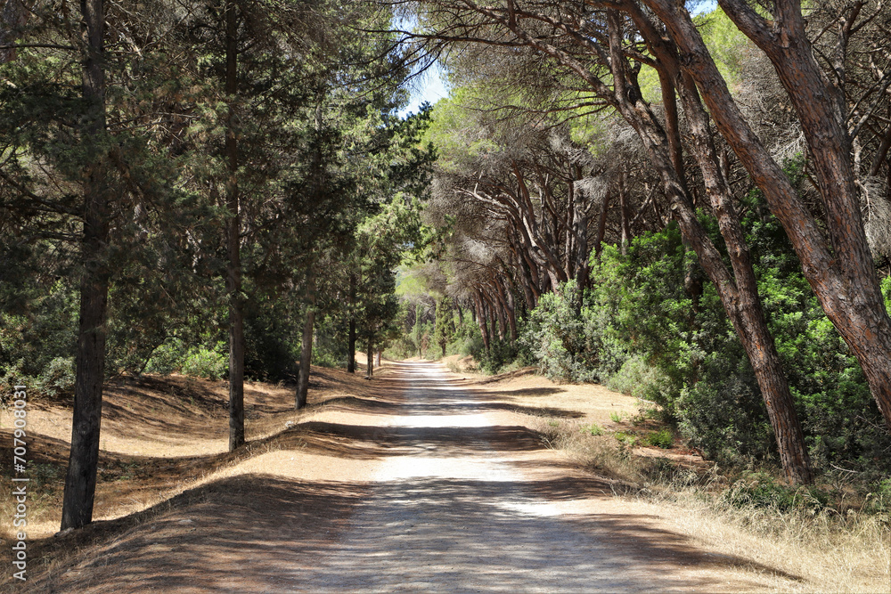 typical maritime pine forest in Tuscany - nature reserve typical maritime pine forest in Tuscany - nature reserve