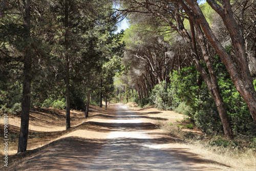 typical maritime pine forest in Tuscany - nature reserve