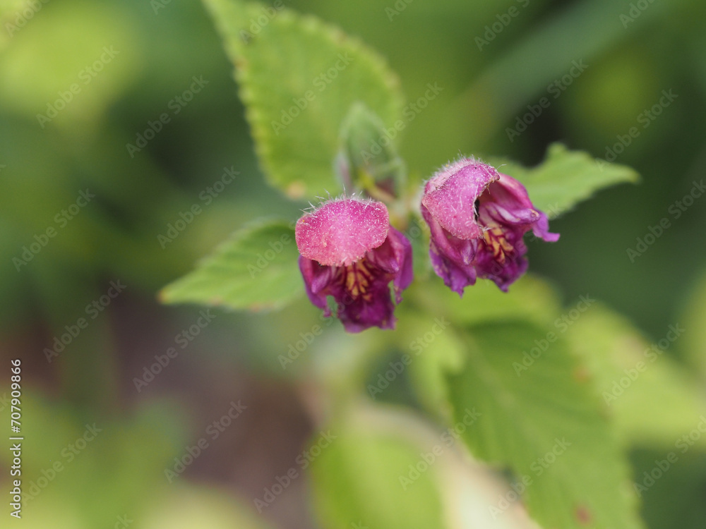 Flowers of a common nettle (Lamium album) Flowers of a common nettle (Lamium album)