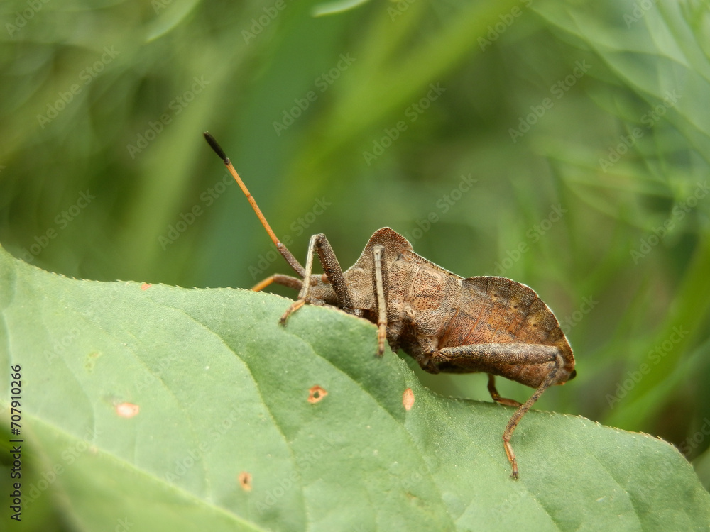 brown stinkbug on a plant in the wild. Macro photography. brown stinkbug on a plant in the wild. Macro photography.