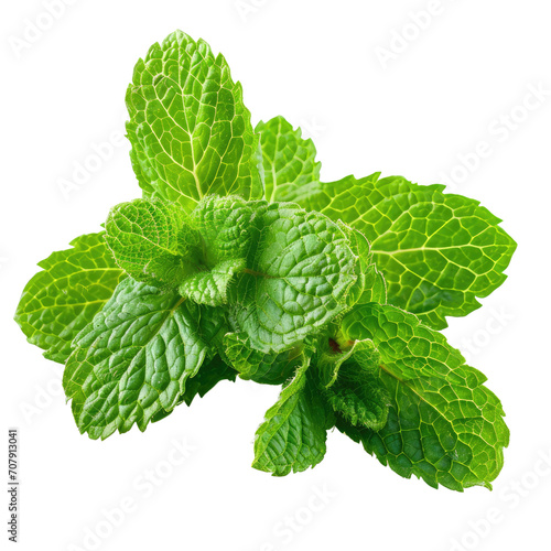 Lush Mint Leaves Flourishing with Vibrant Green Hues Isolated on Black Background