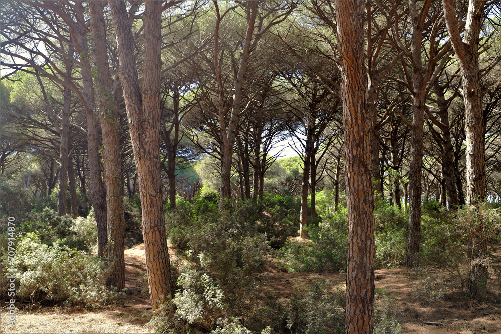 typical maritime pine forest in Tuscany - nature reserve typical maritime pine forest in Tuscany - nature reserve