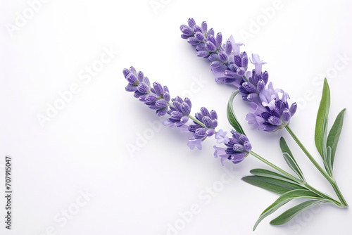 Minimal lavender leaf isolated on white background