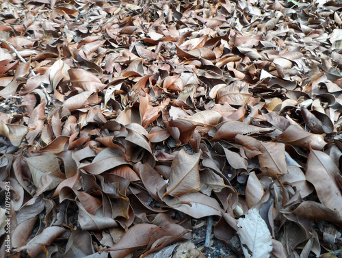 Dry leaves cover the yard