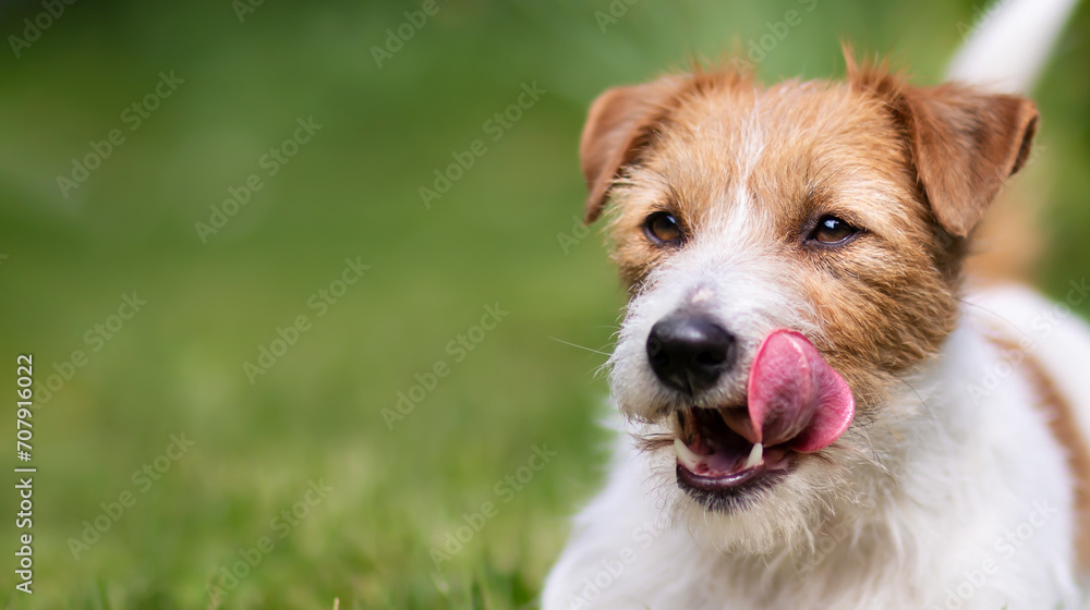 Αυτοκόλλητο Happy cute hungry jack russell terrier dog licking her mouth in the grass