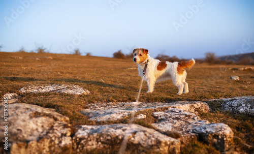 Fototapeta Naklejka Na Ścianę i Meble -  Happy dog standing next to rocks. Travelling, outdoor nature hiking, walking with pet background.